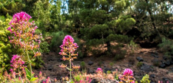 Flora nel Parco Nazionale del Vesuvio